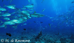 Grey reef shark, school of jack fishes & my buddy. D50/12... by Moeava De Rosemont 